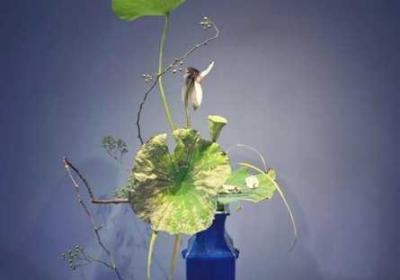 倒插莲花是啥子样子的 倒插花的功效与作用