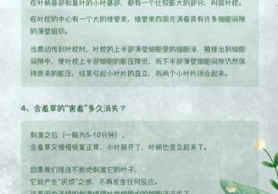 含羞草2024隐藏途径 含羞草2024隐藏活路口