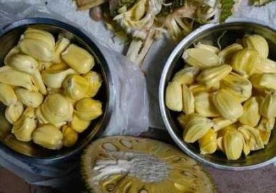 菠萝菠萝蜜视频在线观看高清1不收费版