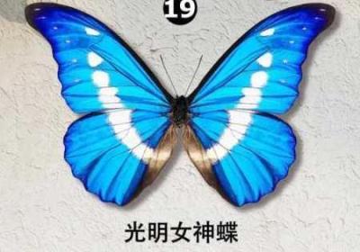 女孩子的蝴蝶比是罕见的吗 女孩子的蝴蝶比男孩子小