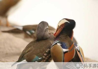 鸳鸯谱在线观看高清 鸳鸯谱在线观看高清,我们的2018在线观看免费高清