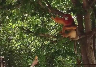 金丝猴下山串门村民热情款待 金丝猴下山觅食体现了什么