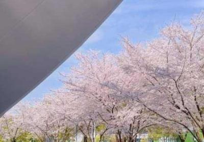 樱花16q808a 樱花16q808a怎么样