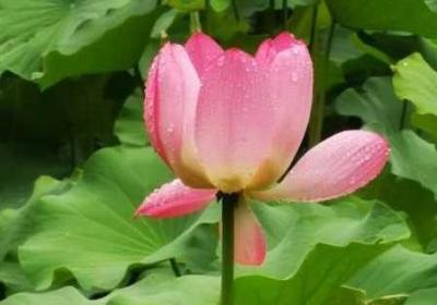 老人船上弄雨荷第十二集跚钢